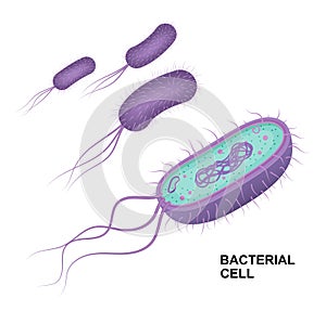 Vektor bakteriální buňka izolované na bílém pozadí. vzdělávací ilustrace 